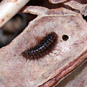 'Eat corpses' insects make you nape your hair
