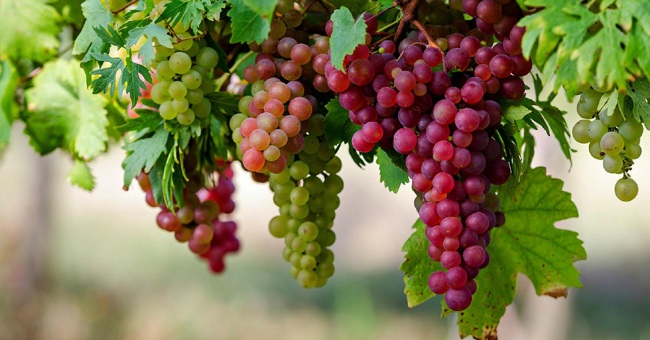 Eat grapes for sparkling eyes