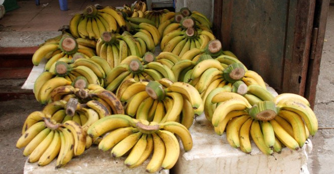 Eat poisoned banana vinegar?
