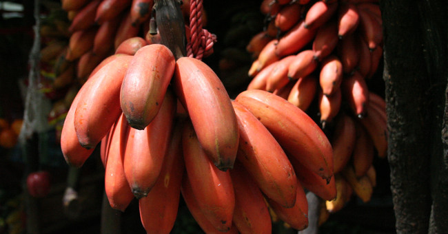 Eat red bananas better than yellow bananas