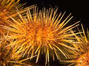 Eat seaweed to prevent Alzheimer's disease