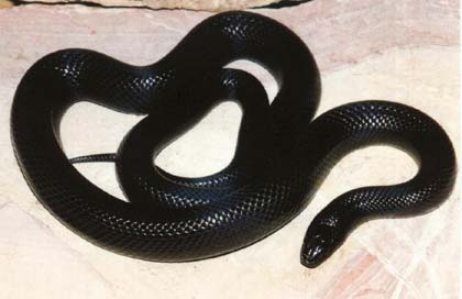 Eat snakes by compressing prey