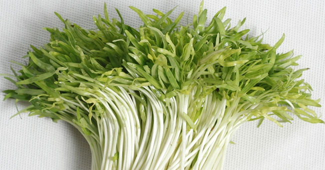 Eat sprout from today because of its unexpected effects