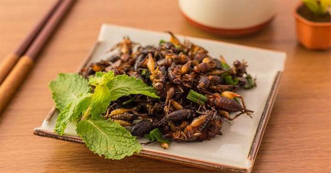 Eating crickets and insects is very good for the intestinal tract