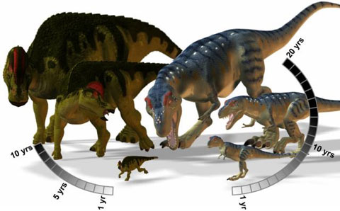 Eating dinosaurs defends themselves by growing fast