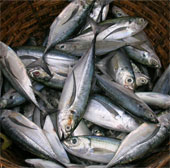 Eating fish reduces the risk of rheumatoid arthritis