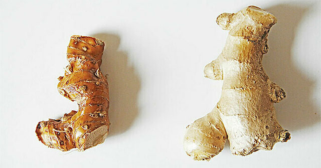 Eating ginger or galangal better?