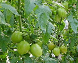 Eating green tomatoes is easy to poison