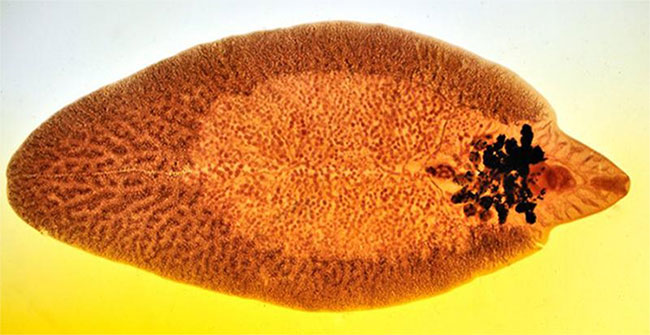 Eating habits that can make you not infected with fluke also have days of losing your liver