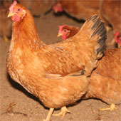Eating hens can make your baby lose milk