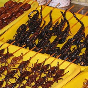 Eating insects - a new solution to