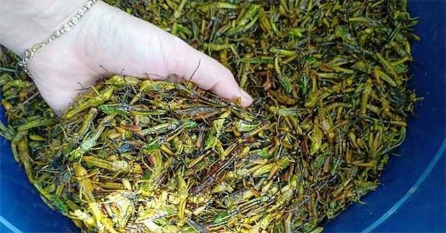 Eating insects is better for the environment than vegetarian eating dairy products