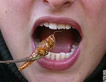 Eating insects to protect the environment