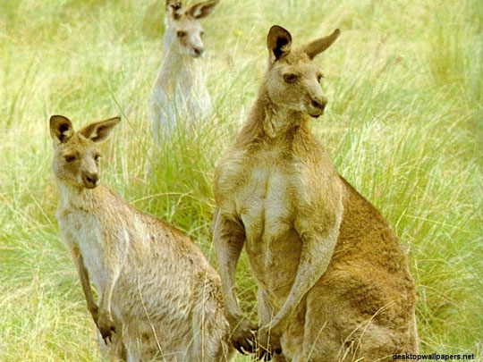 Eating Kangaroo meat contributes to reducing emissions