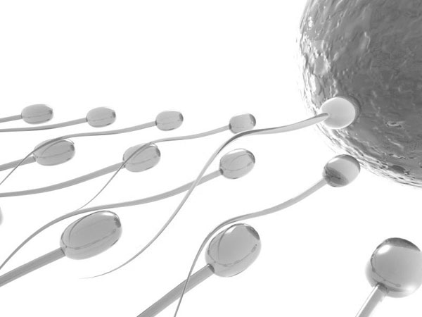 Eating lots of fat is considered to reduce sperm quality