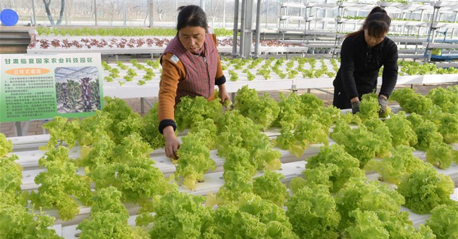Eating lots of green vegetables helps prevent dementia in old age