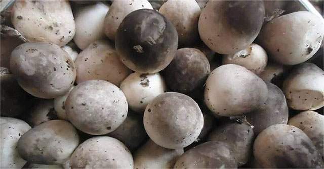 Eating mushrooms can prevent cancer but not eat meat or fish