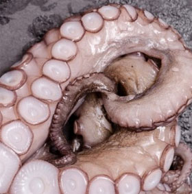 Eating on octopus may help improve technology