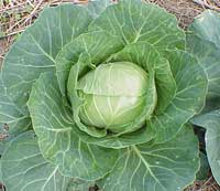 Eating plenty of cabbage reduces the risk of lung cancer