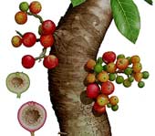 Eating supplements against cancer