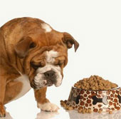 Eating the wrong foods dogs, cats are dangerous?