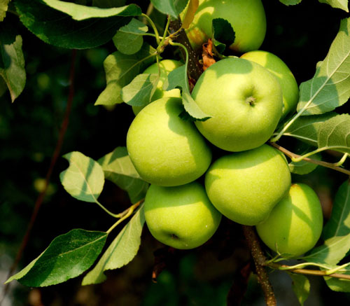 Eating 'white' vegetables and fruits can avoid stroke