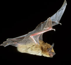 Eavesdropping like bats