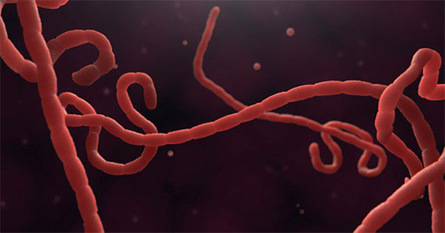 Ebola virus is gradually evolving, seriously threatening the health of the people of the Republic of Congo