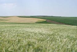 Eco-friendly barley