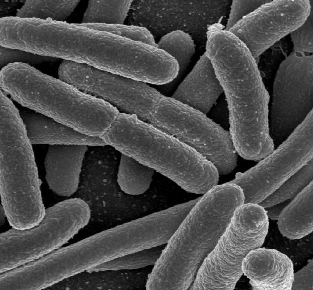 E.coli bacteria are also helpful