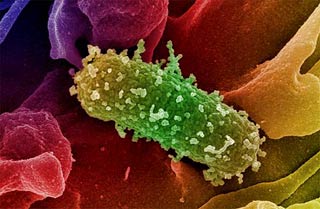E.coli can be used to produce diesel