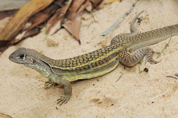 Ecological crisis threatens the Mekong sub-region