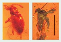 Ecological diversity in amber in the Amazon region