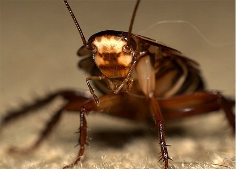 Ecosystem will be disturbed if cockroaches disappear