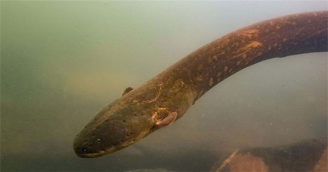 Eel was discovered with a strong discharge of 850 volts
