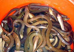 Eels - Sex changing animals