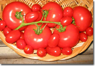 Effect of cell wall protein in fruit