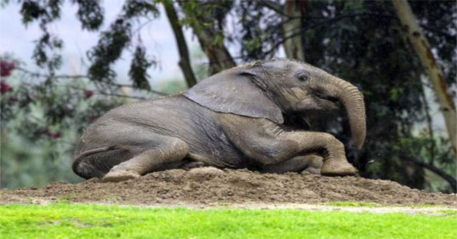 Effect of cracks on elephant skin