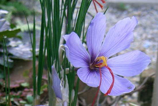 Effect of saffron on liver cancer