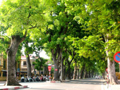 Effect of trees in urban ecosystems