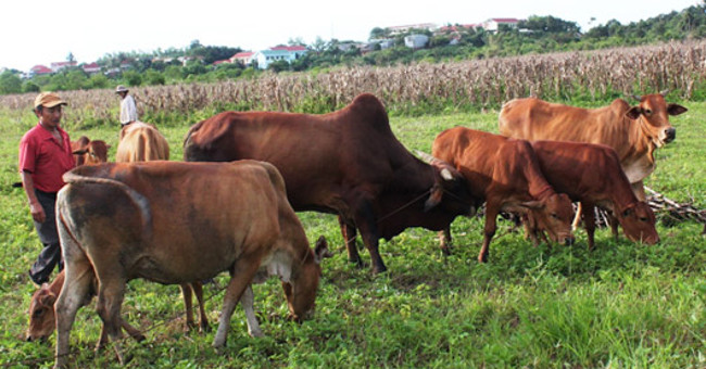 Effective measures for foot and mouth disease response