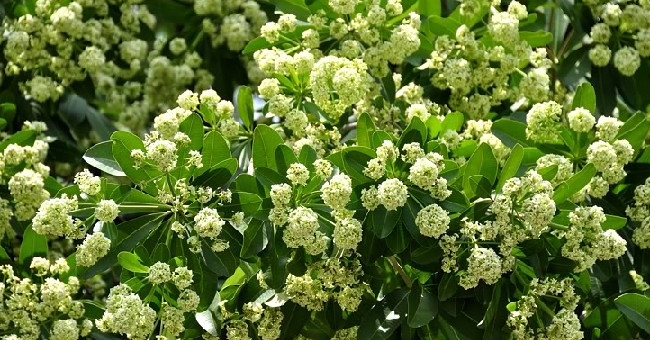 Effects and harms of milk flowers