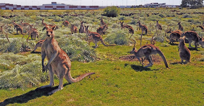 Efforts to prevent kangaroo eradication program in Australia