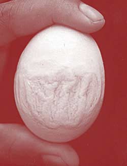 Egg laying hens have the word 'Allah'.