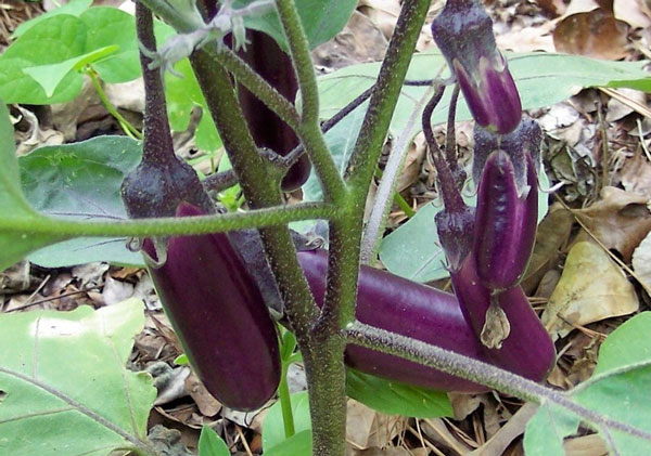 Eggplant helps prevent high blood pressure, cancer, gout