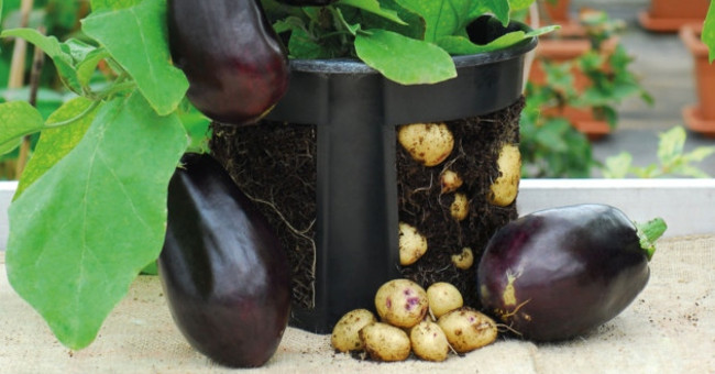 Eggplant tops lay potatoes