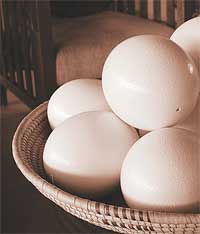 Eggs and poultry are safe?