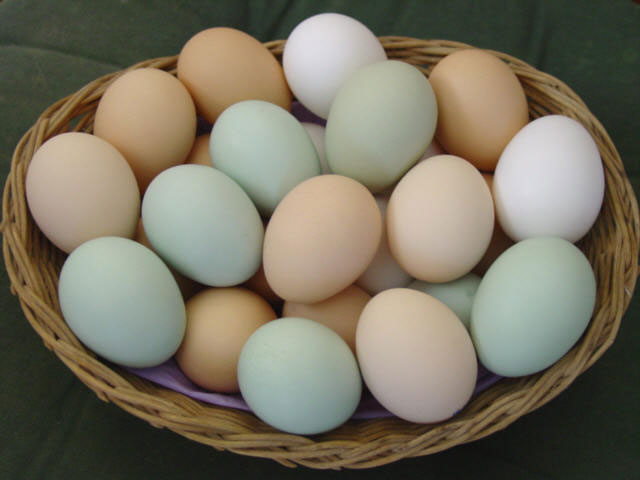 Eggs are the best source of energy