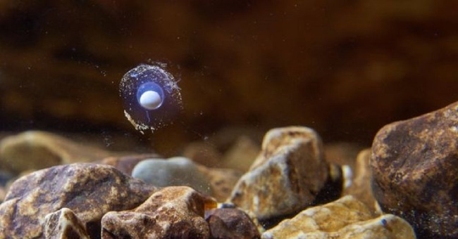 Eggs 'young dragons' in the cave hatch after a decade of waiting
