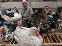 Egypt is puzzled by the evolution of bird flu